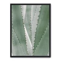 cuadro aloe vera