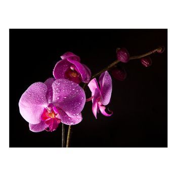 Papel Pintado 3d - Con Estilo Orchis (400x309 Cm)