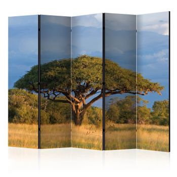 Biombo - African Acacia Tree, Hwange National Park, Zimbabwe Ii [room Dividers]