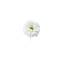 tallo de zinnia artificial blanco h18
