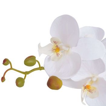 Planta Artificial  (15,5 - 17,5) X 14,5 Cm  Poliéster: 100 % - Blanco