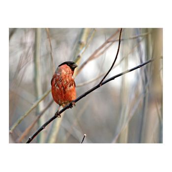Papel Pintado 3d - Bullfinch In The Forest (350x270 Cm)