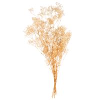 gypsophilas secas