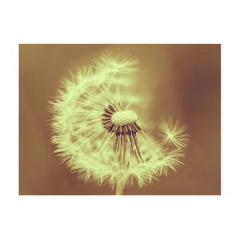 Papel Pintado 3d - Dientes De León (sepia) (300x231 Cm)