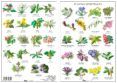 flores de bach