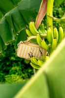 bolso bandolera kora