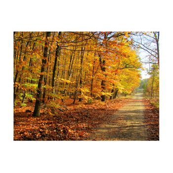 Papel Pintado 3d - Beech Forest (200x154 Cm)