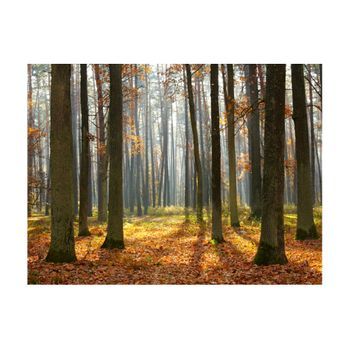 Papel Pintado 3d - Autumn Trees (250x193 Cm)