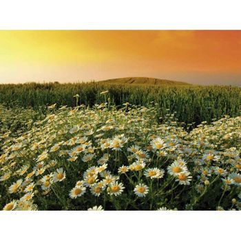 Fotomural Vinilo Campos De Margaritas 600 X 300 Cm