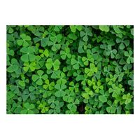 papel pintado 3d - green clover 350x245 cm