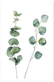 Cartel de naturaleza de hoja de eucalipto. Sin marco 40x60cm