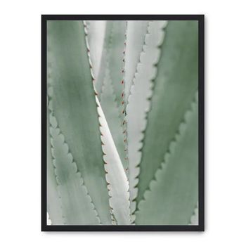 Cuadro Aloe Vera