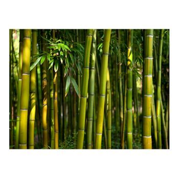Papel Pintado 3d - Un Bosque De Bambú En Asia (300x231 Cm)