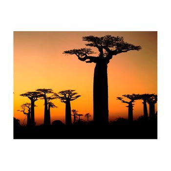 Papel Pintado 3d - Árboles Africanos Baobab (400x309 Cm)