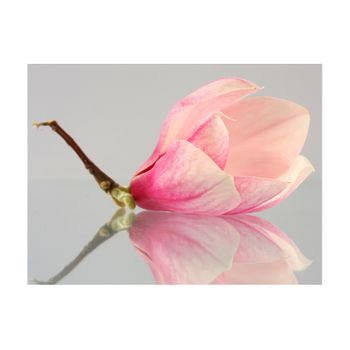 Papel Pintado 3d - Una Flor De Magnolia Solitaria (350x270 Cm)