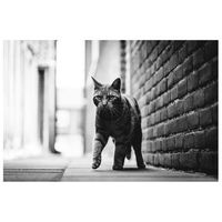 legendarte - cuadro lienzo impresion digital - paso de gato - decoracion pared cm 60x90