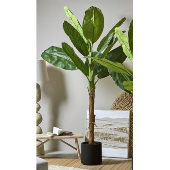 Arbol Bananero 250 Cms. 250 Cms