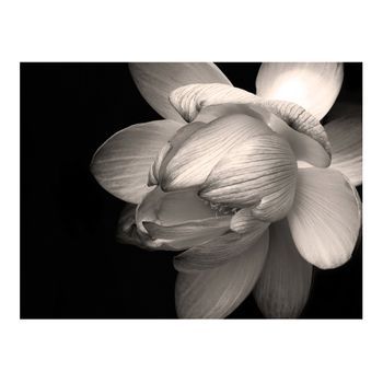 Papel Pintado 3d - Flor De Loto (350x270 Cm)
