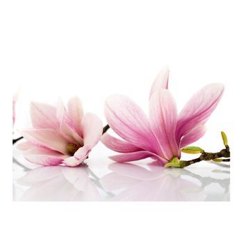 Papel Pintado 3d - La Flor De Magnolia (350x270 Cm)