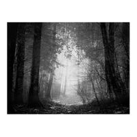 papel pintado 3d - el bosque de las sombras 350x270 cm