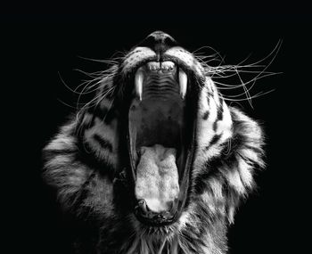 Cuadro Tigre blanco y negro 40 × 50