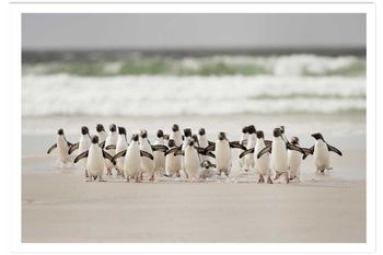 Póster animales pingüinos sin marco 60x40cm