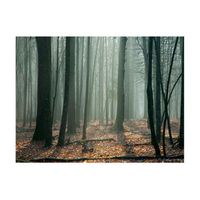 papel pintado 3d - witches forest 250x193 cm