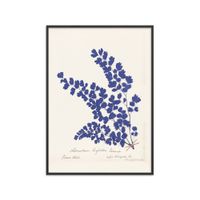 poster botanical fern iii blue marco negro - 50x70 cm