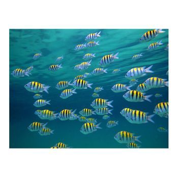 Papel Pintado 3d - Paisaje Submarino Del Caribe (350x270 Cm)