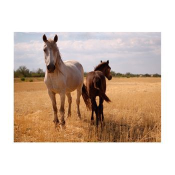 Papel Pintado 3d - Caballo Y Potro (300x231 Cm)