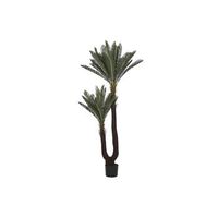 planta pe 80x80x170 sago cycas verde