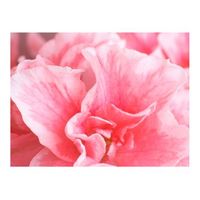 papel pintado 3d - azalea rosa 250x193 cm