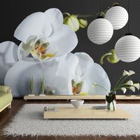 fotomural - phalaenopsis