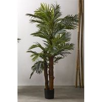 planta kentia 200 cms 200 cms