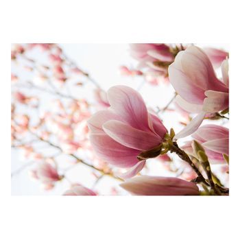 Papel Pintado 3d - Magnolia Rosa (200x154 Cm)
