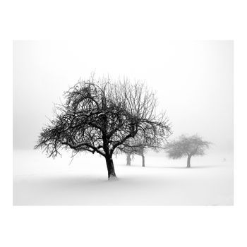 Papel Pintado 3d - Invierno - Árboles (200x154 Cm)