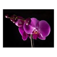 papel pintado 3d - elegante orchis 300x231 cm