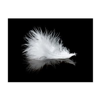 Papel Pintado 3d - White Feather (350x270 Cm)