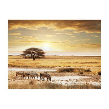 Papel Pintado 3d - Cebras Africanas Al Riego (250x193 Cm)