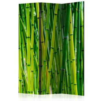 Biombo - Bamboo Forest (135x172 Cm)