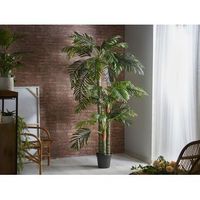 arbol kentia 250 cms 250 cms