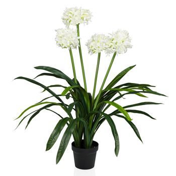 Planta Artificial Agapanthus Verde / Blanco Hjh Office