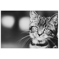 legendarte - cuadro lienzo impresion digital - la expresion felina - decoracion pared cm 60x90