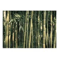 papel pintado 3d - bamboo exotic 400x280 cm