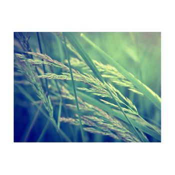 Papel Pintado 3d - Cereal Field (250x193 Cm)