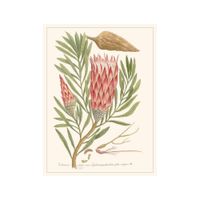 lamina decorativa rosa 30 x 40 cm