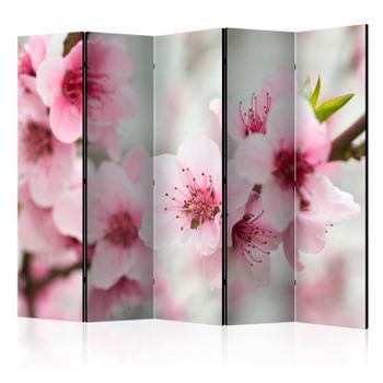 Biombo - Spring, Blooming Tree - Pink Flowers Ii (225x172 Cm)