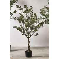 arbol eucalipto 122 cms 122 cms