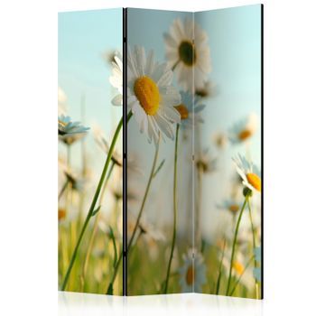 Biombo - Daisies - Spring Meadow (135x172 Cm)