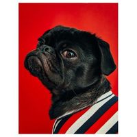 cuadro lienzo impresion digital - perro con jersey - decoracion pared - 60x80cm